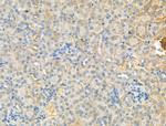 Syntrophin alpha-1 Antibody in Immunohistochemistry (Paraffin) (IHC (P))