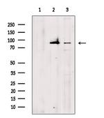 TAP1 Antibody in Western Blot (WB)