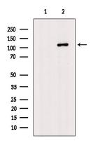 GCP5 Antibody in Western Blot (WB)