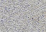 Wnt10B Antibody in Immunohistochemistry (Paraffin) (IHC (P))