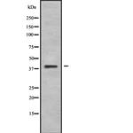 Wnt10B Antibody in Western Blot (WB)