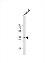 Phafin 1 Antibody in Western Blot (WB)