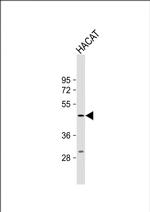 PGRP-1b Antibody in Western Blot (WB)