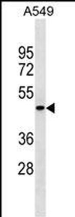 PGRP-1b Antibody in Western Blot (WB)