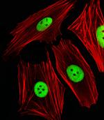 ANP32E Antibody in Immunocytochemistry (ICC/IF)