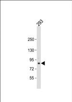 TARSL2 Antibody in Western Blot (WB)