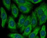 MGST1 Antibody in Immunocytochemistry (ICC/IF)