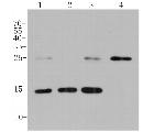 MGST1 Antibody in Western Blot (WB)