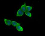 B3GAT1 Antibody in Immunocytochemistry (ICC/IF)