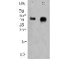 Folate Receptor alpha Antibody in Western Blot (WB)