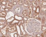 ENT1 Antibody in Immunohistochemistry (Paraffin) (IHC (P))