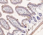 ENT1 Antibody in Immunohistochemistry (Paraffin) (IHC (P))