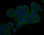 KIDINS220 Antibody in Immunocytochemistry (ICC/IF)