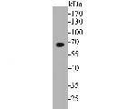 GABRA5 Antibody in Western Blot (WB)