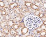 GluD1 Antibody in Immunohistochemistry (Paraffin) (IHC (P))