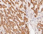 GluD1 Antibody in Immunohistochemistry (Paraffin) (IHC (P))