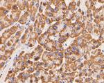 GluD1 Antibody in Immunohistochemistry (Paraffin) (IHC (P))