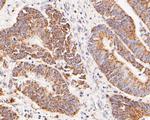 GluD1 Antibody in Immunohistochemistry (Paraffin) (IHC (P))