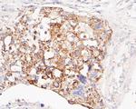 GluD1 Antibody in Immunohistochemistry (Paraffin) (IHC (P))