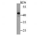 ATG4A Antibody in Western Blot (WB)