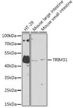 TRIM31 Antibody in Western Blot (WB)