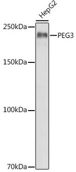 PEG3 Antibody in Western Blot (WB)