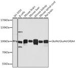 GluR4 Antibody in Western Blot (WB)