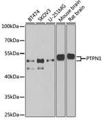 PTP1B Antibody in Western Blot (WB)