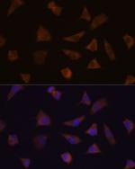 ENAH Antibody in Immunocytochemistry (ICC/IF)