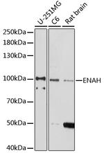 ENAH Antibody in Western Blot (WB)