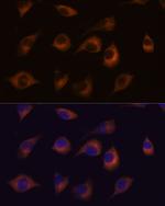 HSPB11 Antibody in Immunocytochemistry (ICC/IF)