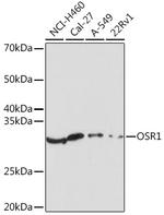 OSR1 Antibody in Western Blot (WB)