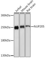 NUP205 Antibody in Western Blot (WB)