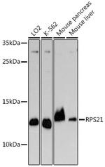 RPS21 Antibody in Western Blot (WB)
