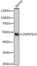 ZMPSTE24 Antibody in Western Blot (WB)