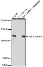 Pan-cadherin Antibody in Immunoprecipitation (IP)