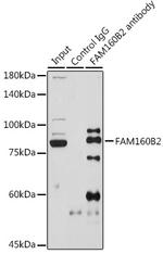 RAI16 Antibody in Immunoprecipitation (IP)