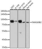 RAI16 Antibody in Western Blot (WB)