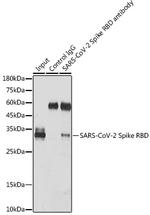SARS-CoV-2 Spike Protein (RBD) Antibody in Immunoprecipitation (IP)