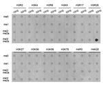 H3R26me2s Antibody in Dot Blot (DB)