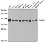 HSP40 Antibody in Western Blot (WB)