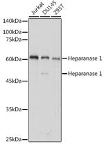 HPa1 Antibody in Western Blot (WB)