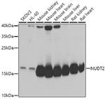 NUDT2 Antibody in Western Blot (WB)