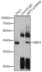 SIRT3 Antibody in Immunoprecipitation (IP)