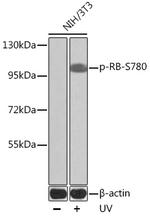 Phospho-Rb (Ser780) Antibody in Western Blot (WB)