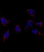 BMP-7 Antibody in Immunocytochemistry (ICC/IF)