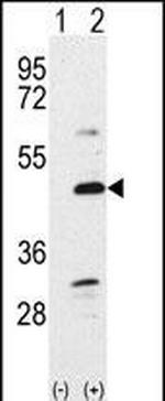 BMP-7 Antibody in Western Blot (WB)