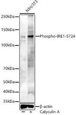 Phospho-IRE1 alpha (Ser724) Antibody in Western Blot (WB)