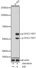 Phospho-SHC (Tyr427) Antibody in Western Blot (WB)