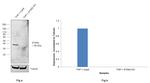 Phospho-STING (Ser366) Antibody